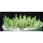 Euphorbia flanaganii 6-inch pots