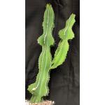 Euphorbia fortissima 3-gallon pots