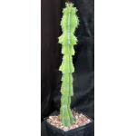 Euphorbia fortissima one-gallon pots