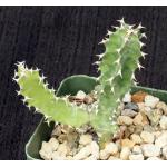 Euphorbia fractiflexa 4-inch pots