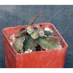 Euphorbia francoisii var. crassicaule fm rubra 4-inch pots