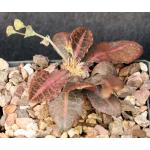 Euphorbia francoisii var. crassicaule fm rubra 5-inch pots