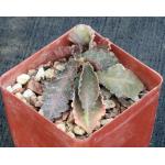 Euphorbia francoisii var. crassicaule fm rubra 4-inch pots