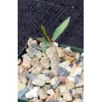 Euphorbia francoisii x cremersii x milii 3-inch pots