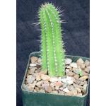 Euphorbia fruticosa 4-inch pots