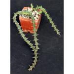 Euphorbia furcata (WY 1130) 3-inch pots
