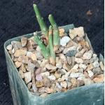 Euphorbia gariepina ssp. balsamea (WY 1202) 4-inch pots