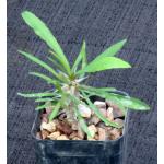 Euphorbia genoudiana 2-inch pots