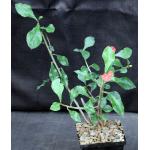 Euphorbia geroldii 5-inch pots