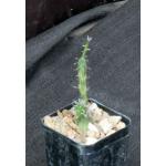 Euphorbia globosa 2-inch pots