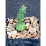 Euphorbia globosa 2-inch pots