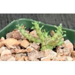 Euphorbia gorgonis (GM066) 4-inch pots
