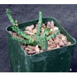 Euphorbia gorgonis (GM066) 4-inch pots
