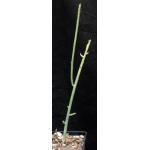Euphorbia gossypina 5-inch pots