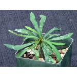 Euphorbia gottlebei 4-inch pots