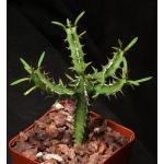 Euphorbia grandidens 4-inch pots