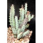 Euphorbia greenwayii Big Blue 5-inch pots