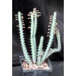 Euphorbia greenwayii 5-inch pots
