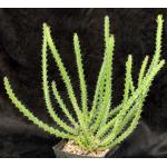 Euphorbia griseola ssp. griseola one-gallon pots