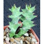 Euphorbia groenewaldii 3-inch pots