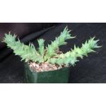 Euphorbia groenewaldii 5-inch pots