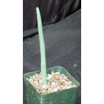 Euphorbia gummifera 4-inch pots