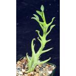 Euphorbia hamata 4-inch pots