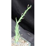 Euphorbia hamata 5-inch pots