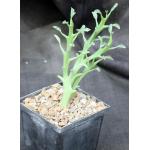 Euphorbia hamata 5-inch pots