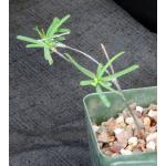 Euphorbia hedyotoides 4-inch pots