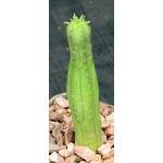 Euphorbia heptagona 4-inch pots