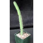 Euphorbia heterospina(Laikipia Plateau, Kenya) 4-inch pots