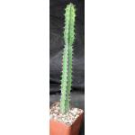 Euphorbia heterospina (Laikipia Plateau, Kenya) 4-inch pots