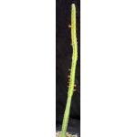 Euphorbia heterospina ssp. baringoensis 5-inch pots