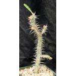 Euphorbia hofstaetteri (rubristella) 5-inch pots