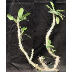 Euphorbia hofstaetteri one-gallon pots