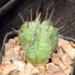 Euphorbia horrida var. horrida 2-inch pots