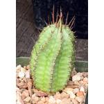 Euphorbia horrida var. horrida 4-inch pots