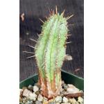 Euphorbia horrida var. major 4-inch pots