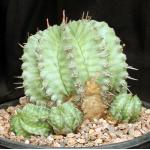 Euphorbia horrida var. horrida 2-gallon pots