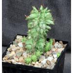 Euphorbia horrida monstrose 4-inch pots