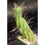 Euphorbia horrida var. noorsveldensis 4-inch pots