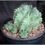 Euphorbia horrida var. horrida 2-gallon pots