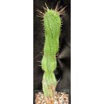 Euphorbia horrida var. noorsveldensis one-gallon pots