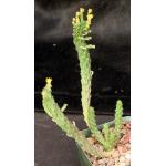 Euphorbia inermis var. huttonae 4-inch pots