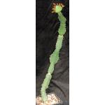 Euphorbia opuntioides 5-inch pots