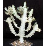 Euphorbia lactea White Ghost one-gallon pots