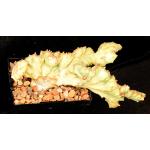 Euphorbia lactea White Ghost crest 5-inch pots