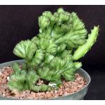 Euphorbia lactea crest 10-inch pots