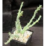 Euphorbia laikipiensis 5-inch pots